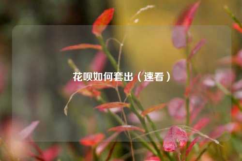 花呗如何套出（速看）